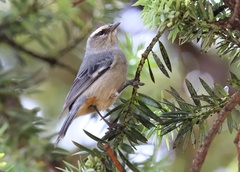 Conirostrum cinereum