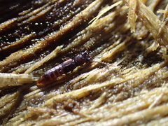 Siagonium quadricorne