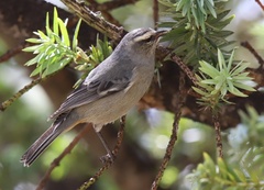 Conirostrum cinereum