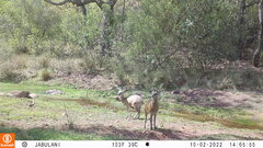 Oreotragus oreotragus