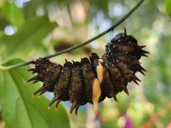 Troides minos