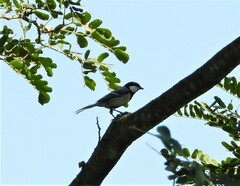 Parus cinereus