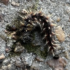 Nymphalini
