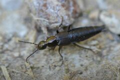 Philonthus decorus
