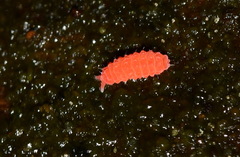 Bilobella braunerae