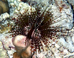 Echinothrix calamaris