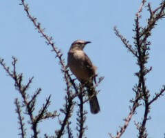 Mimus saturninus