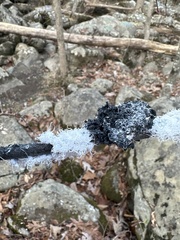 Prociphilus tessellatus