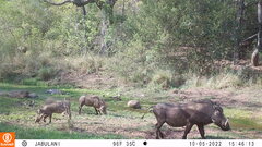 Phacochoerus africanus