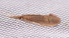Oecetis