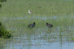 Fulica atra atra