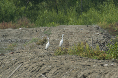 Egretta eulophotes