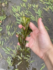 Potamogeton