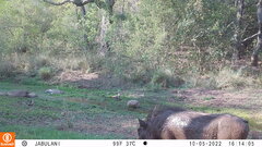 Phacochoerus africanus