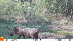 Phacochoerus africanus