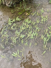 Potamogeton