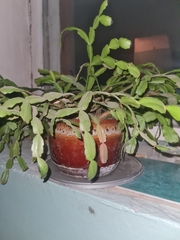 Schlumbergera truncata