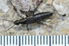 Philonthus decorus