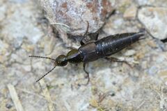 Philonthus decorus