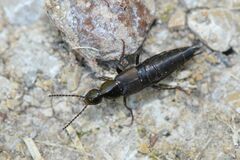 Philonthus decorus