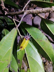 Lophocampa annulosa