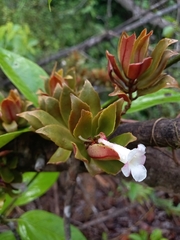 Codonanthopsis calcarata