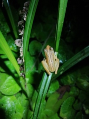 Craugastor fitzingeri