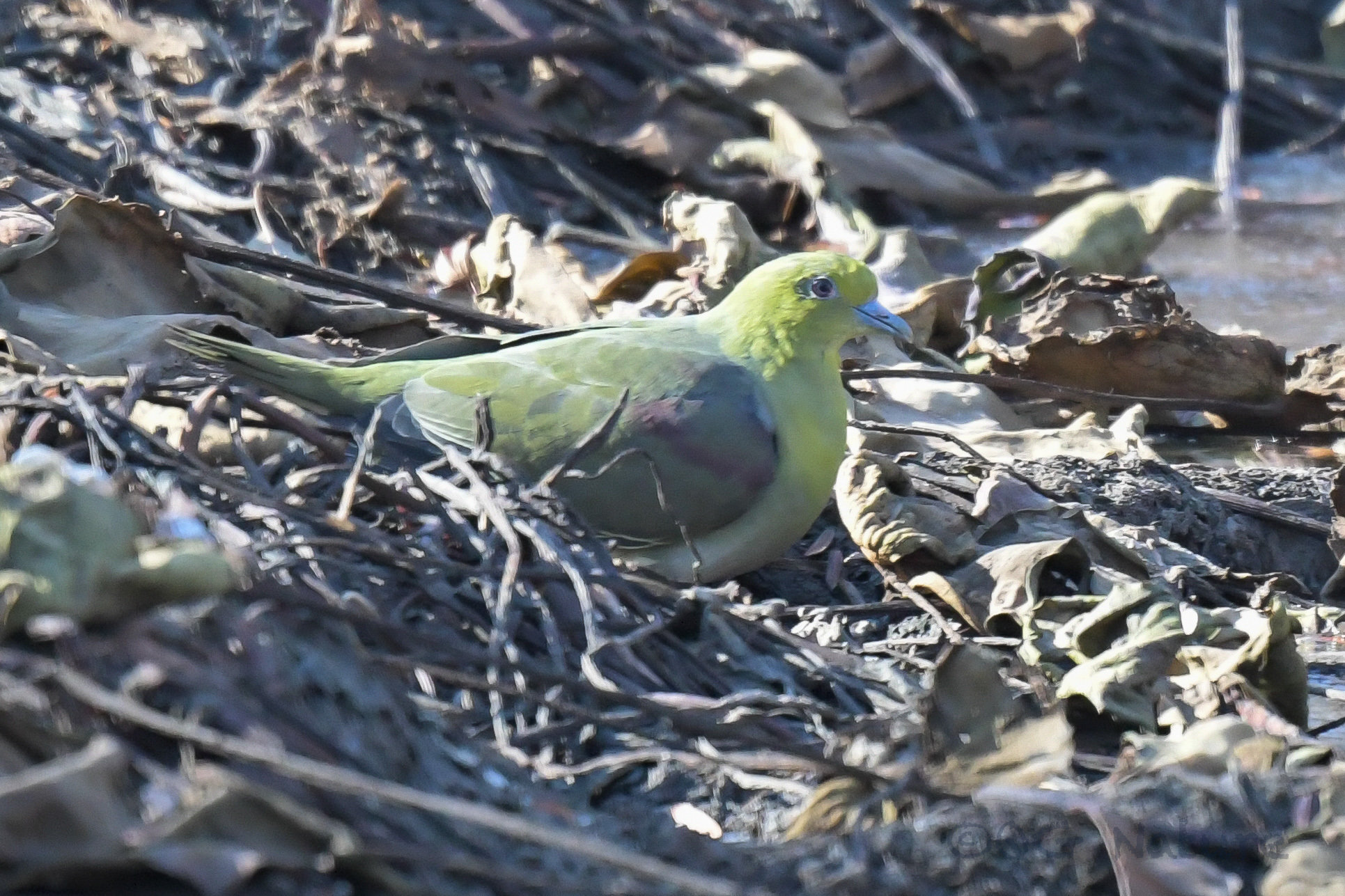 White-bellied Green Pigeon