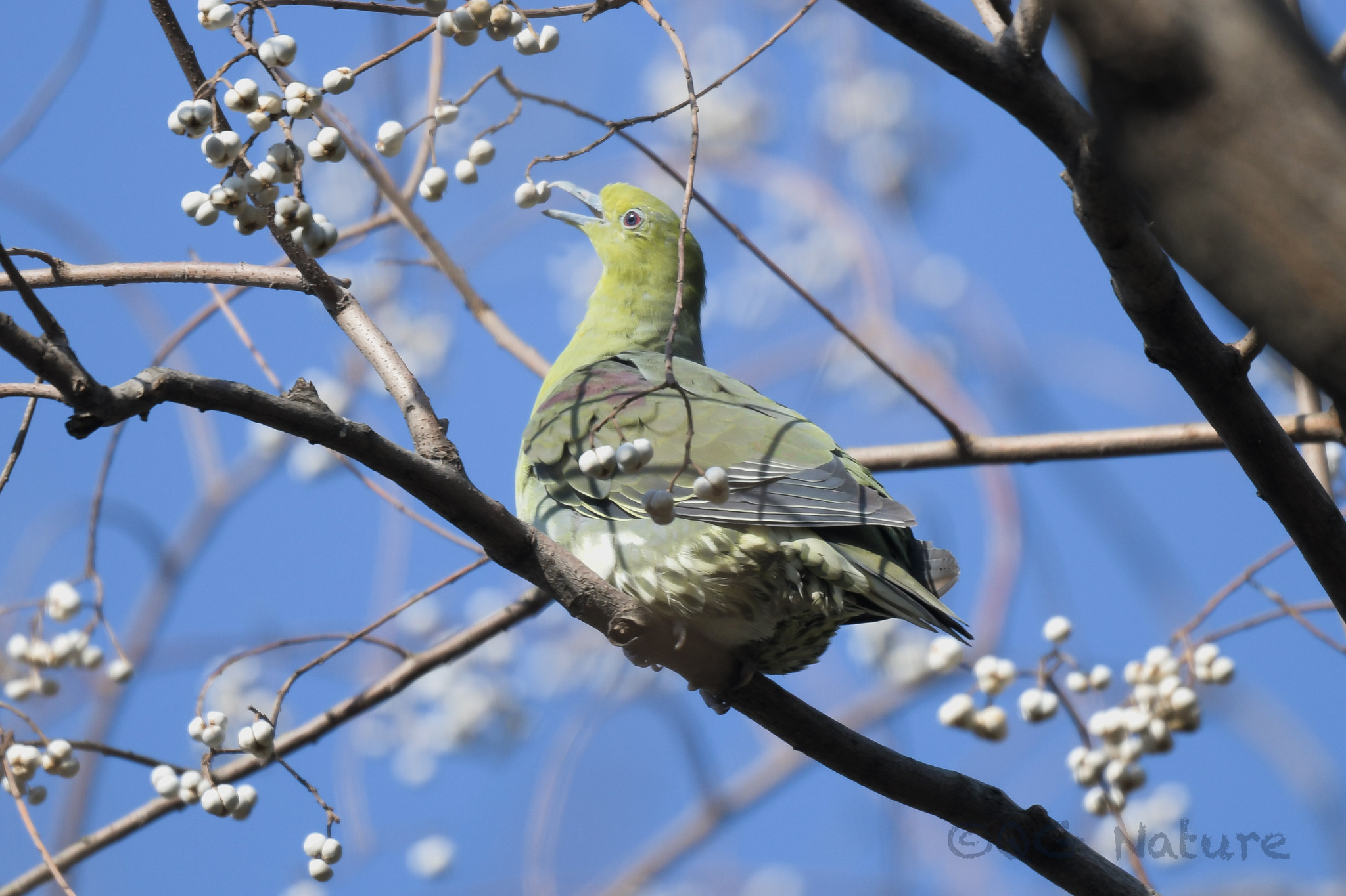 White-bellied Green Pigeon