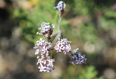 Junellia crithmifolia