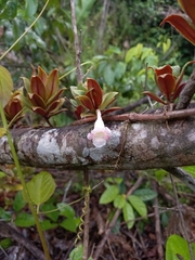 Codonanthopsis calcarata