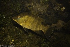 Lachnolaimus maximus