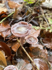 Mycena diosma
