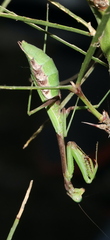Stagmomantis resacae