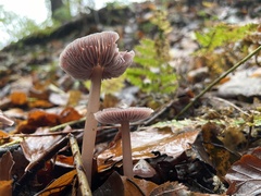 Mycena diosma