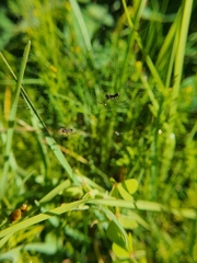 Microlinyphia sterilis