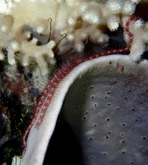 Ophiothrix