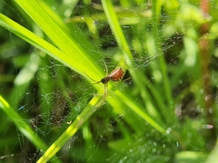 Microlinyphia sterilis