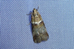 Acrobasis tumidana
