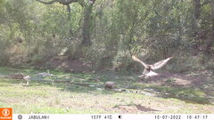 Aquila spilogaster