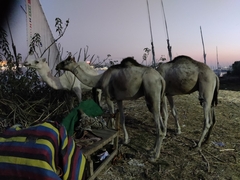 Camelus dromedarius