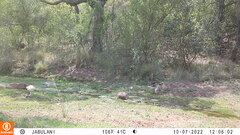 Aquila spilogaster