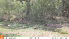 Aquila spilogaster