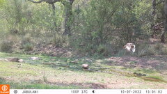 Aquila spilogaster