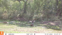 Aquila spilogaster