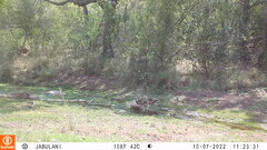 Aquila spilogaster