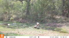 Aquila spilogaster