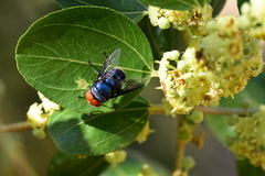 Chrysomya marginalis