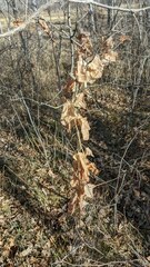 Smilax lasioneura