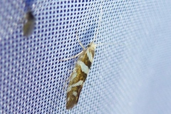 Argyresthia goedartella